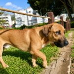 Spiritual Meaning of Puppies in Dreams: 10 Symbolisms and Interpretations